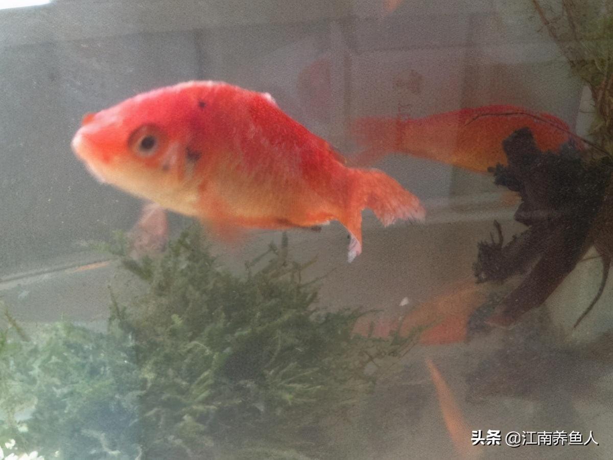 觀賞常見疾病魚有哪些_觀賞魚常見疾病_觀賞常見疾病魚類有哪些