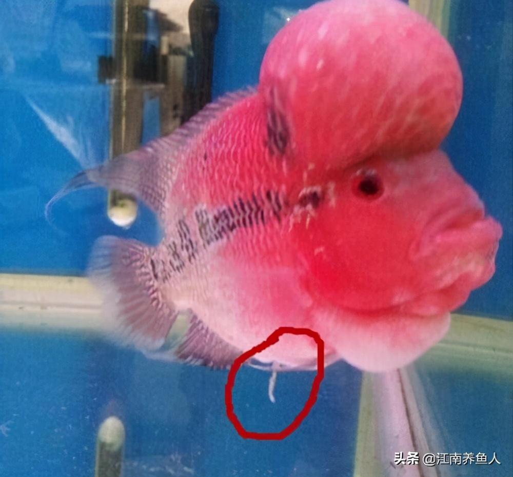觀賞魚常見疾病_觀賞常見疾病魚類有哪些_觀賞常見疾病魚有哪些