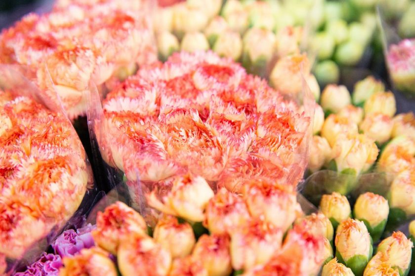 重慶當地魚_重慶觀賞魚_重慶買觀賞魚的地方是