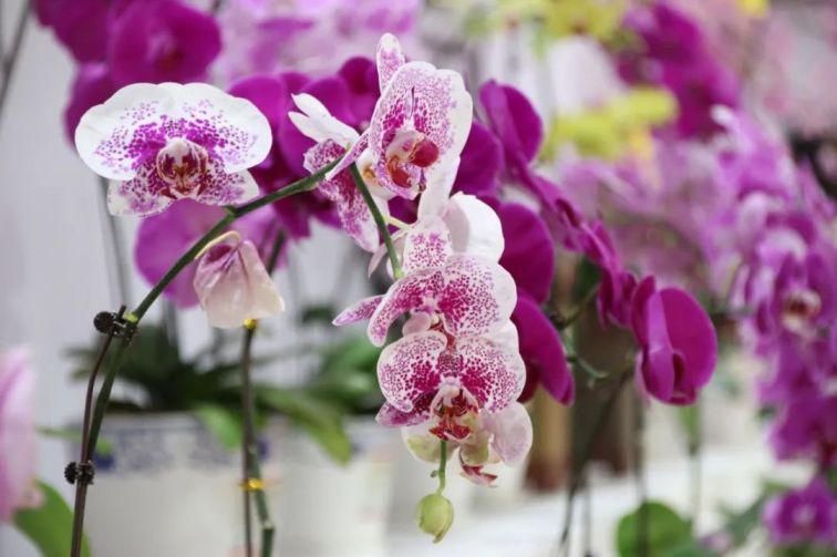 重慶當地魚_重慶觀賞魚_重慶買觀賞魚的地方是