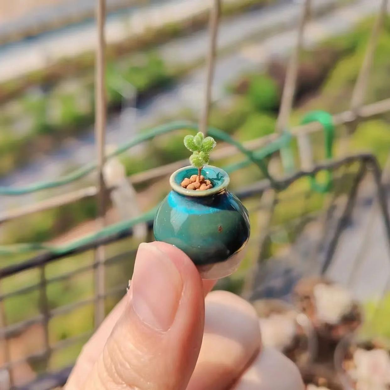 湖南一小姐姐，因用“拇指盆養(yǎng)多肉”而走紅