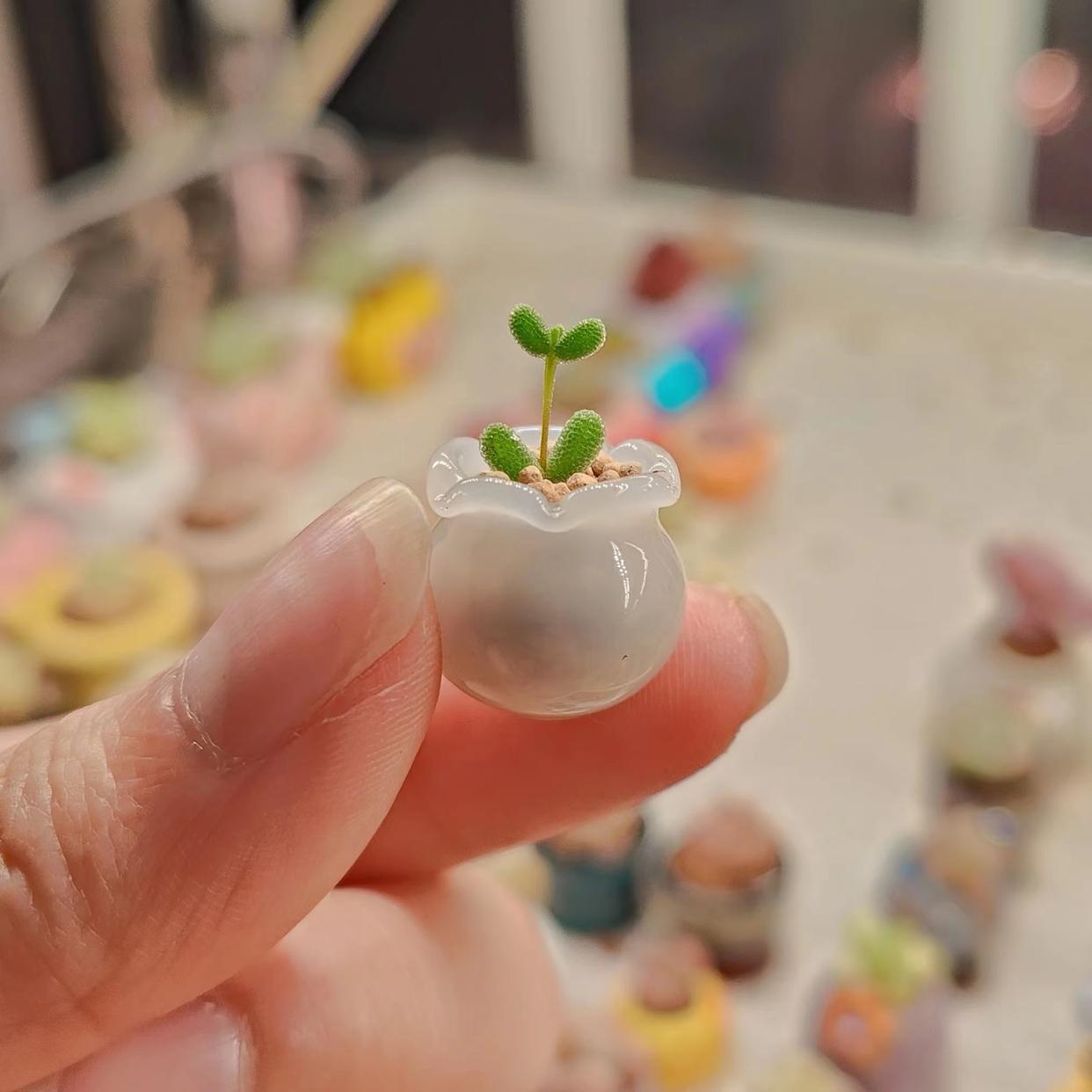 多肉專用澆水壺_多肉澆水壺怎么用_澆水專用多肉壺圖片