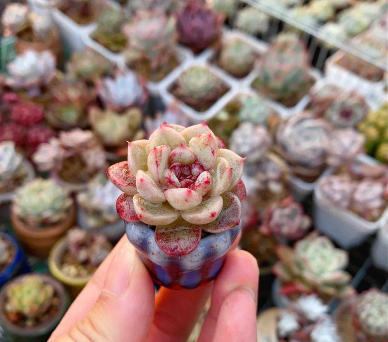 澆水專用多肉壺圖片_多肉專用澆水壺_多肉澆水壺怎么用