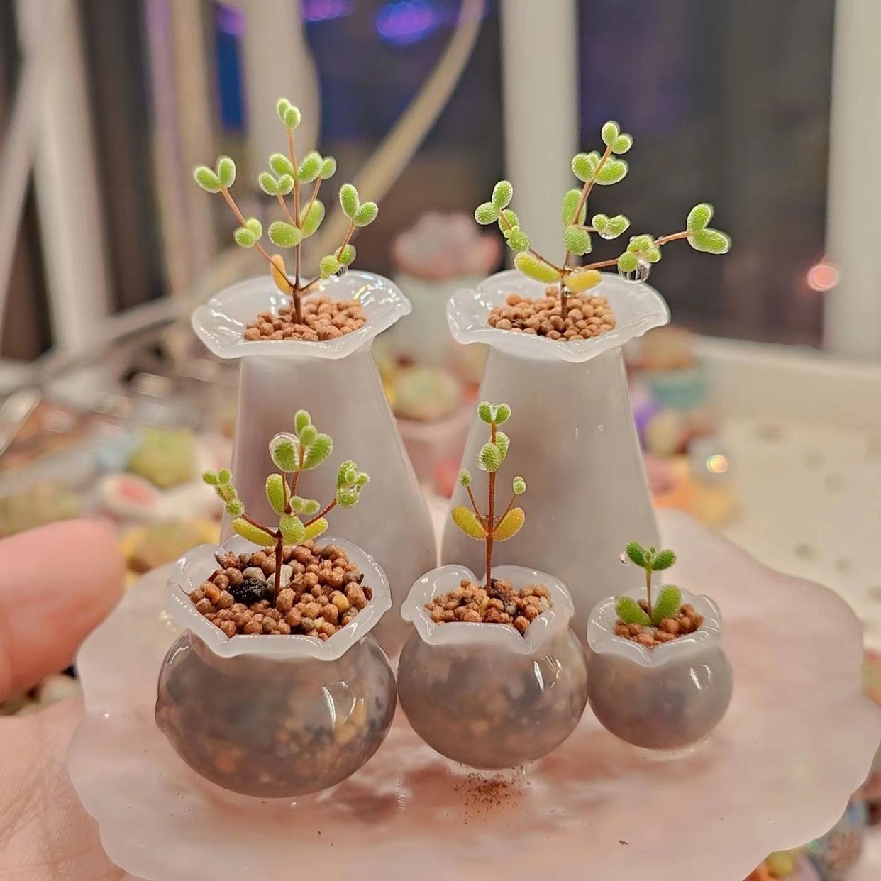 多肉澆水壺怎么用_多肉專用澆水壺_澆水專用多肉壺圖片