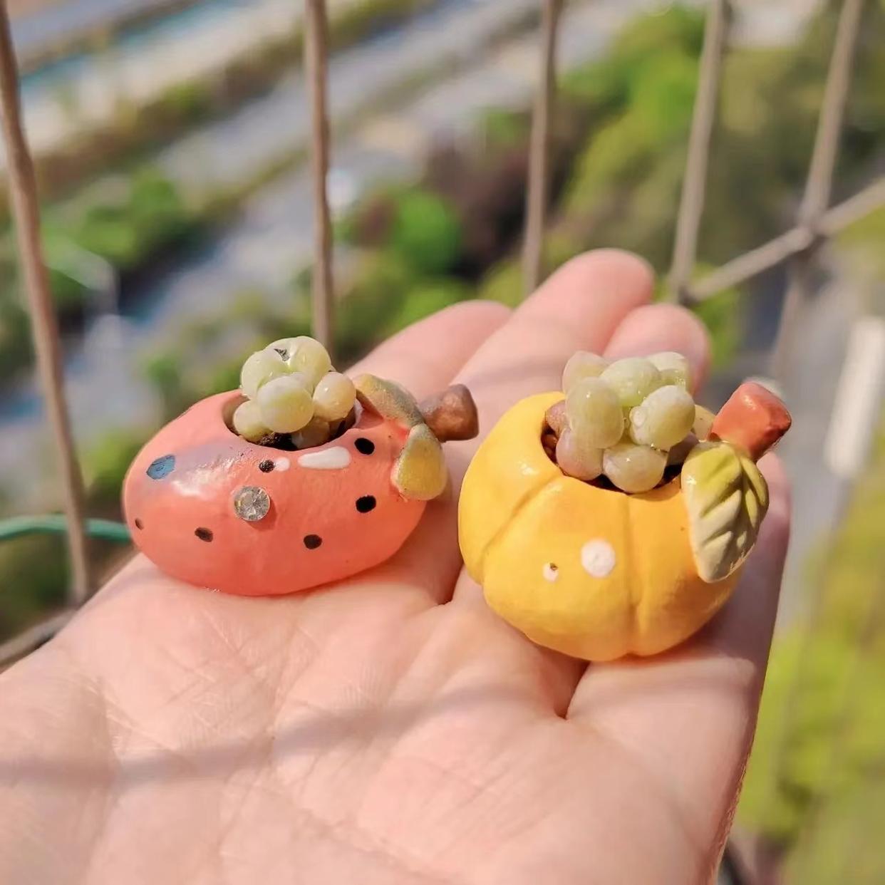 多肉專用澆水壺_多肉澆水壺怎么用_澆水專用多肉壺圖片