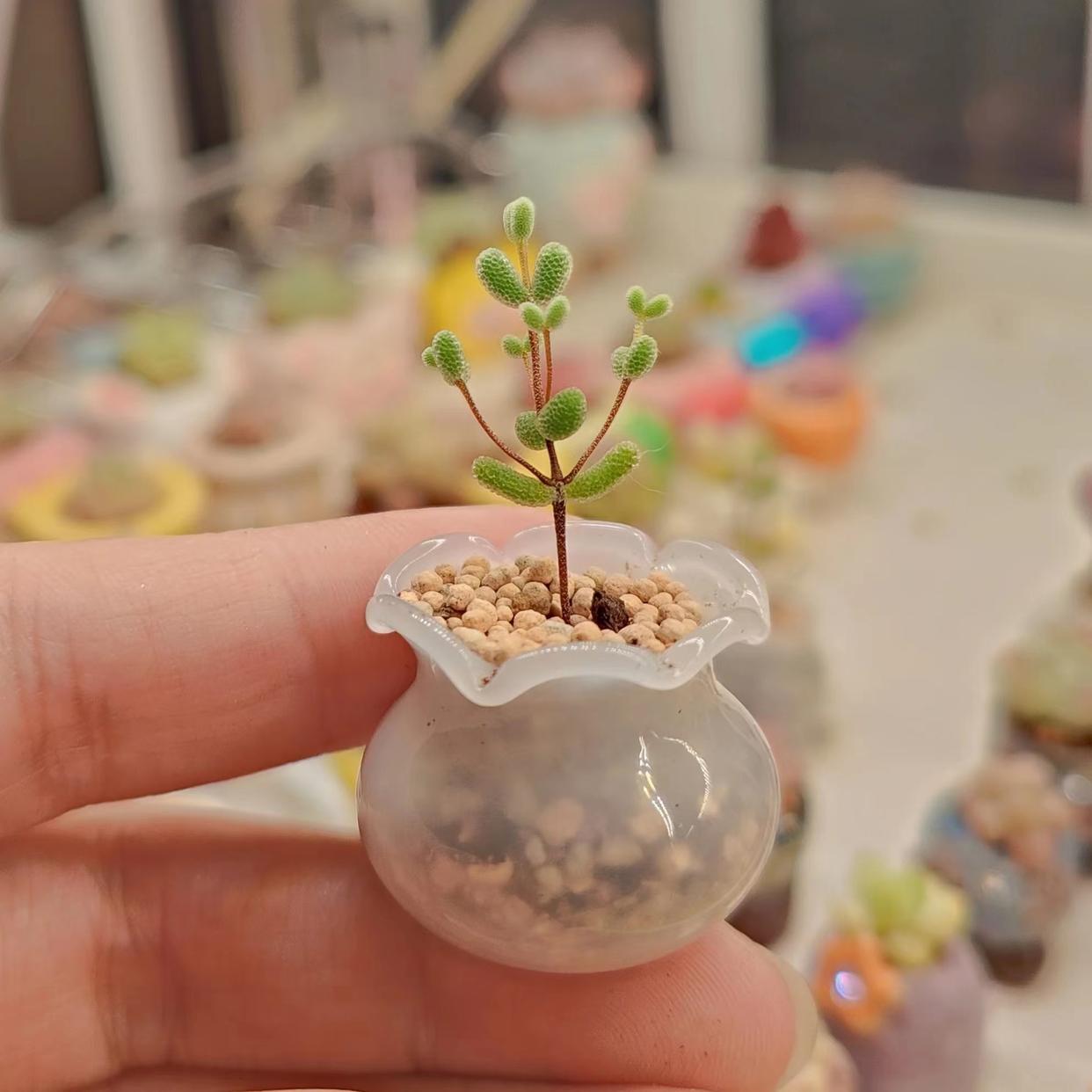 多肉專用澆水壺_澆水專用多肉壺圖片_多肉澆水壺怎么用