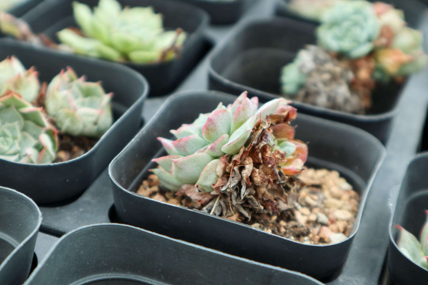 自從養了這10種多肉，她家陽臺十里飄香！