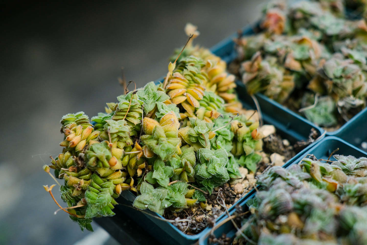香味多肉_帶香味的多肉有毒嗎_帶香味兒的多肉