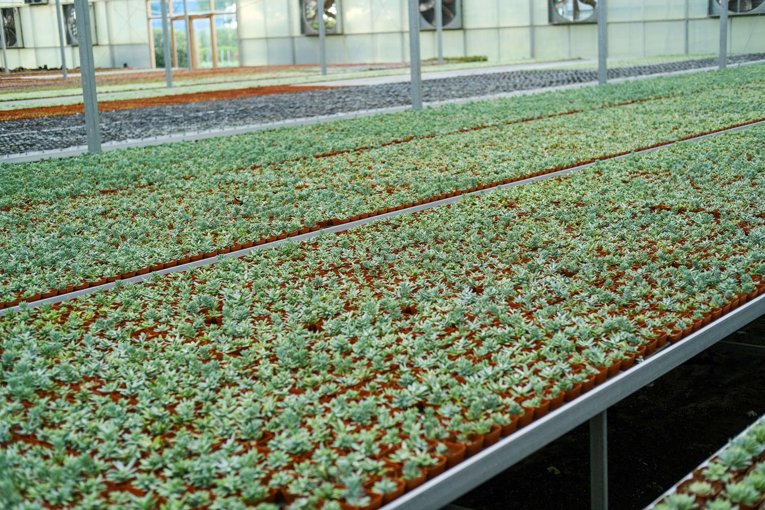 帶香味的多肉有毒嗎_帶香味兒的多肉_香味多肉