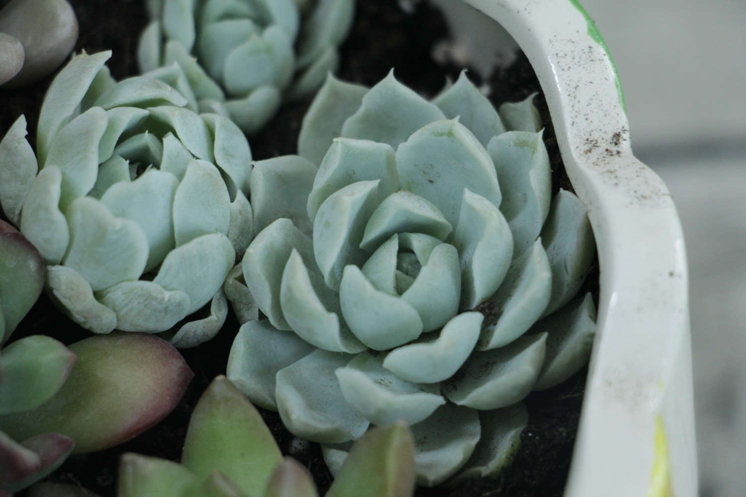 帶香味兒的多肉_帶香味的多肉有毒嗎_香味多肉