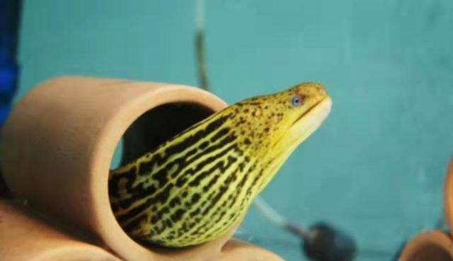 觀賞養食肉魚好嗎_家養吃肉的觀賞魚_好養的食肉觀賞魚