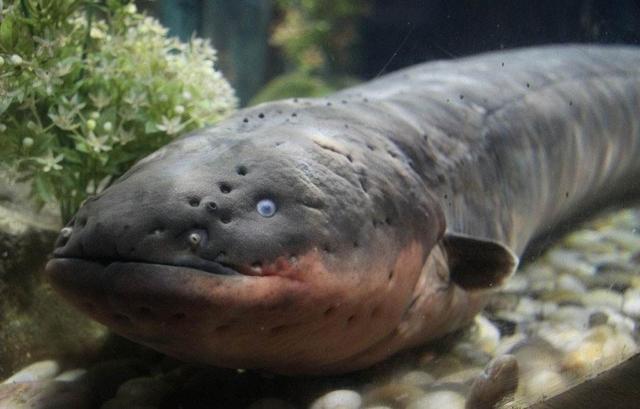 好養的食肉觀賞魚_觀賞養食肉魚好嗎_家養吃肉的觀賞魚