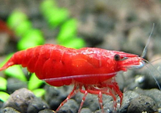 觀賞魚價值有哪些_最有價值的觀賞魚_觀賞魚價值有多高