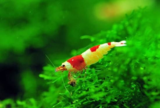 觀賞魚價值有哪些_觀賞魚價值有多高_最有價值的觀賞魚