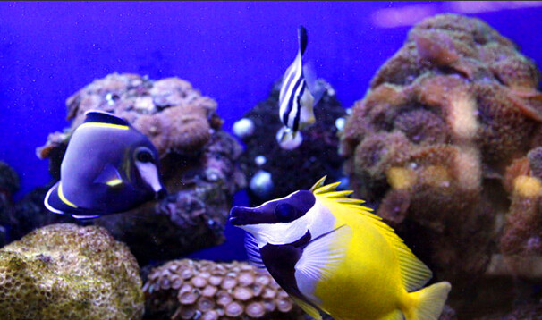 【水族小百科】觀賞魚混養(yǎng)小竅門