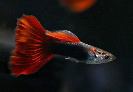 觀賞魚肉質(zhì)_觀賞魚食肉魚有哪些_魚觀賞食肉有什么好處