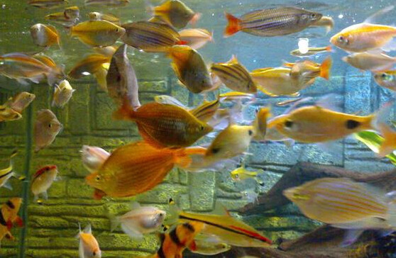 觀賞魚肉質(zhì)_魚觀賞食肉有什么好處_觀賞魚食肉魚有哪些