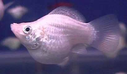 觀賞魚肉質(zhì)_觀賞魚食肉魚有哪些_魚觀賞食肉有什么好處