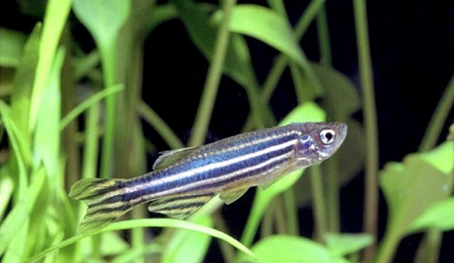 魚觀賞食肉有什么好處_觀賞魚食肉魚有哪些_觀賞魚肉質(zhì)