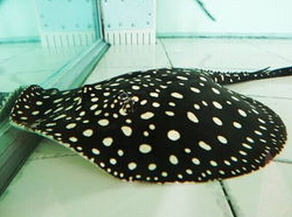 觀賞魚(yú)圖片黑劍魚(yú)大全_觀賞魚(yú)圖片大全圖片欣賞_黑劍魚(yú)圖片觀賞魚(yú)