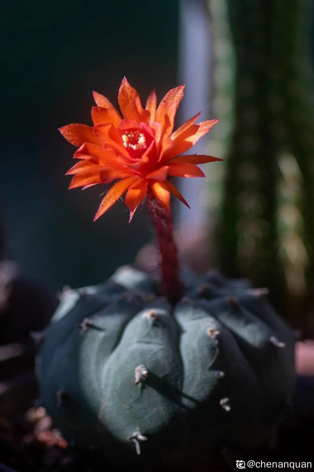 百合麗麗多肉植物怎么扦插_百合麗麗多肉繁殖方法_百合麗麗多肉