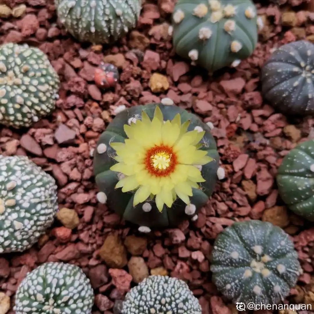 百合麗麗多肉植物怎么扦插_百合麗麗多肉_百合麗麗多肉繁殖方法