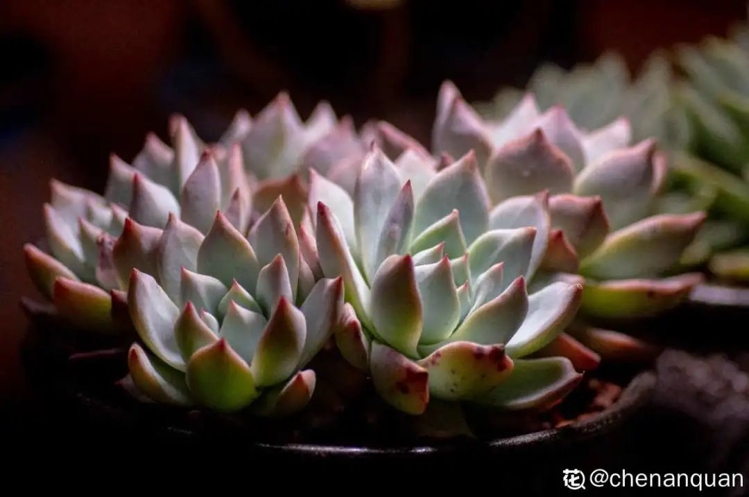 百合麗麗多肉_百合麗麗多肉植物怎么扦插_百合麗麗多肉繁殖方法