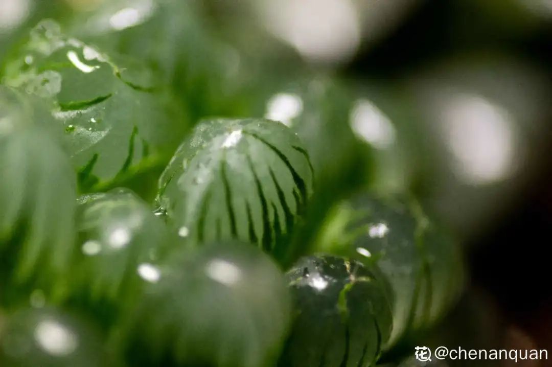 百合麗麗多肉_百合麗麗多肉繁殖方法_百合麗麗多肉植物怎么扦插