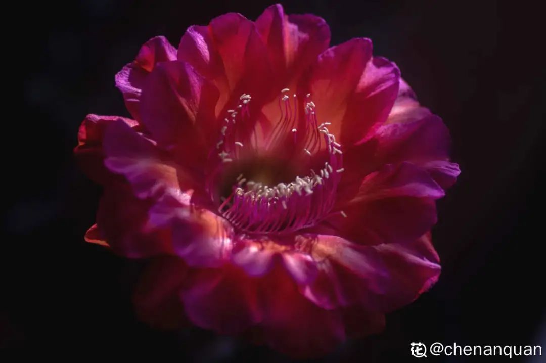 百合麗麗多肉繁殖方法_百合麗麗多肉植物怎么扦插_百合麗麗多肉