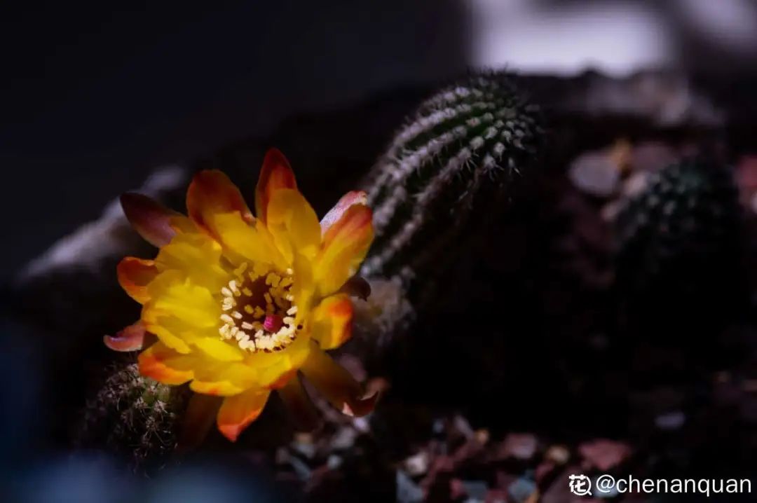 百合麗麗多肉繁殖方法_百合麗麗多肉_百合麗麗多肉植物怎么扦插