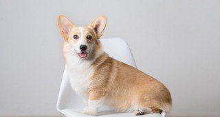 小狗名字叫什么好,小狗狗的名字叫什么好聽男