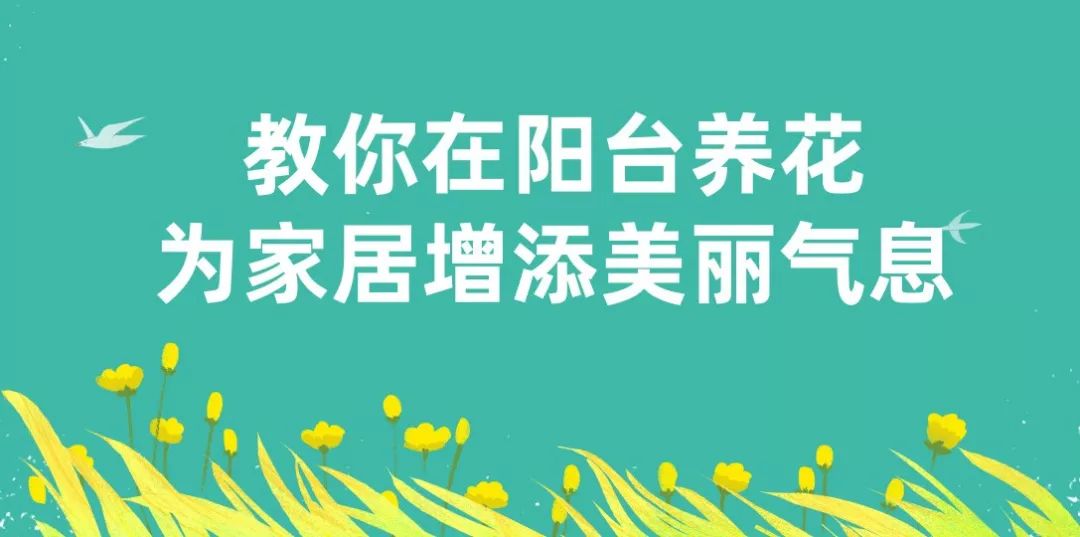 多肉花盆多大好_多肉植物多大花盆合適_多大花盆多肉好看