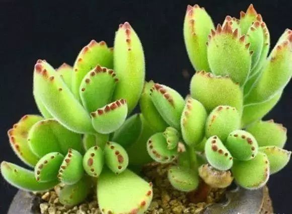 多大花盆多肉好看_多肉花盆多大好_多肉植物多大花盆合適