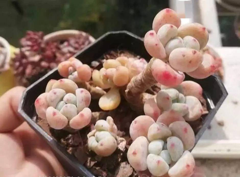 多肉凍死了還能活過來嗎_多肉凍死圖片_凍死的多肉