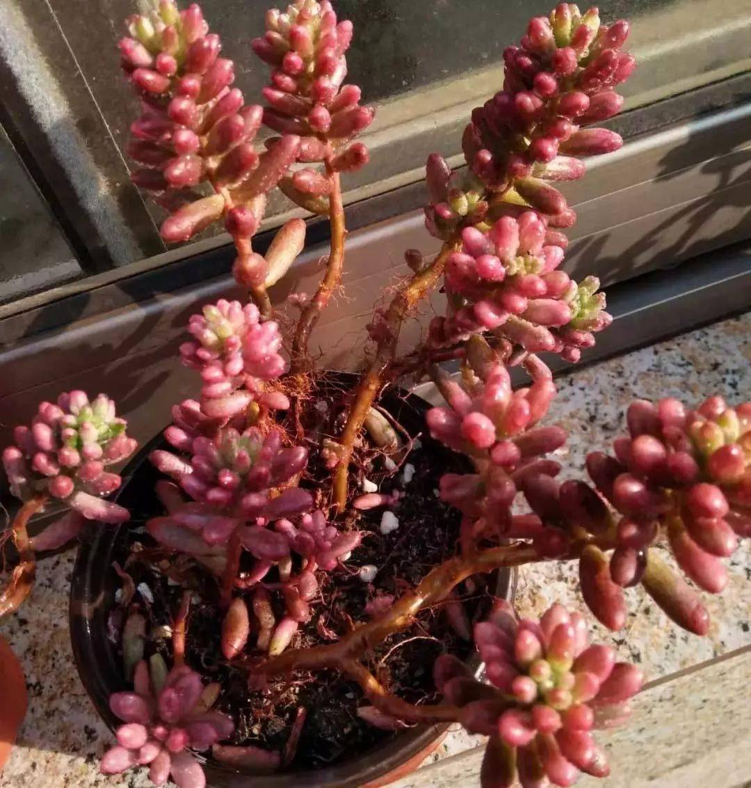 凍死的多肉_多肉凍死了還能活過來嗎_多肉凍死圖片