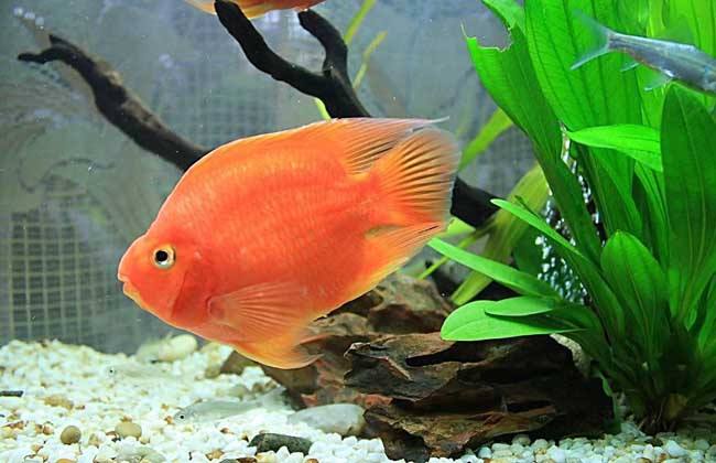 消毒殺菌觀賞魚(yú)用什么_觀賞魚(yú)如何消毒殺菌_新觀賞魚(yú)消毒殺菌方法