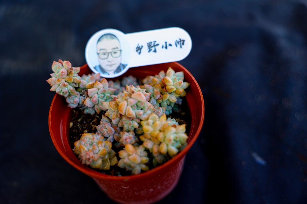 澆水多肉好美_的多肉澆水_澆水多肉植物有哪些