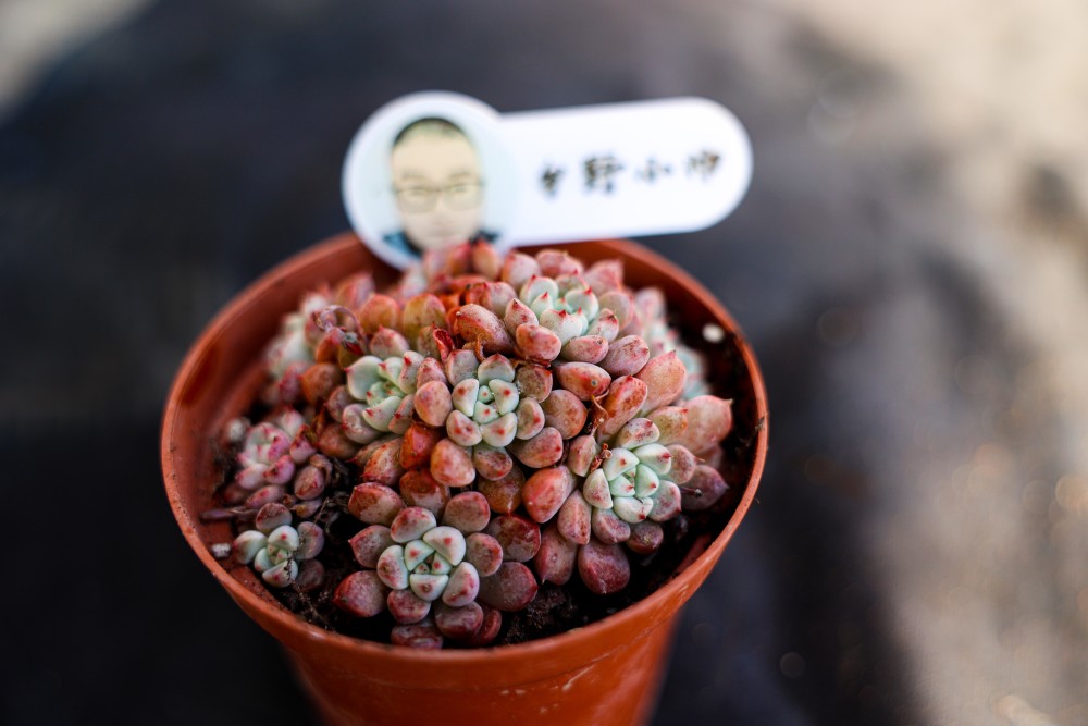 的多肉澆水_澆水多肉植物有哪些_澆水多肉好美