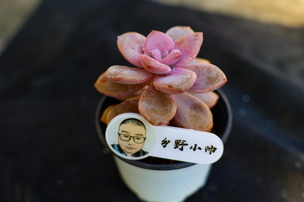 的多肉澆水_澆水多肉植物有哪些_澆水多肉好美