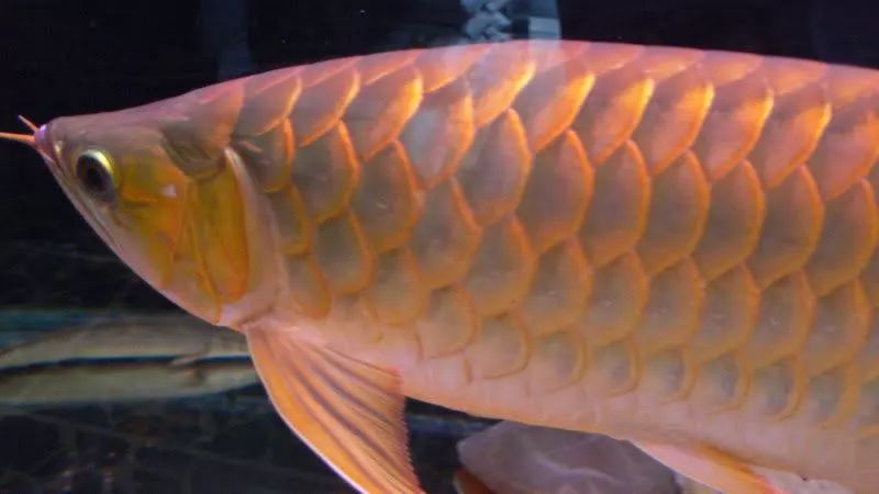 壽命長的觀賞魚小魚_壽命較長的觀賞魚_觀賞壽命魚長得快嗎