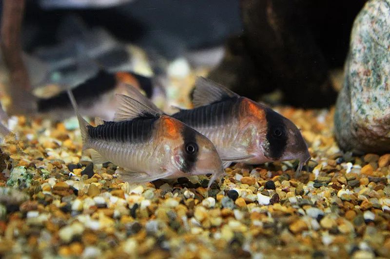 壽命較長的觀賞魚_壽命長的觀賞魚小魚_觀賞壽命魚長得快嗎