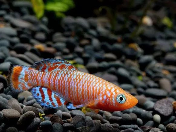 壽命長的觀賞魚小魚_壽命較長的觀賞魚_觀賞壽命魚長得快嗎