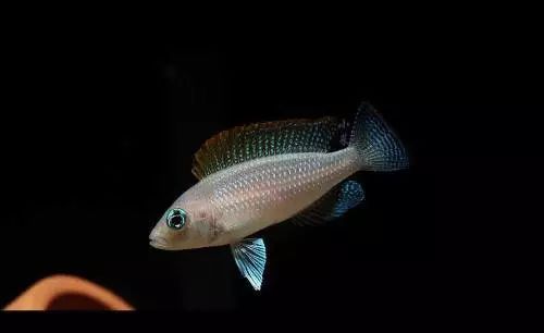 觀賞壽命魚長得快嗎_壽命較長的觀賞魚_壽命長的觀賞魚小魚