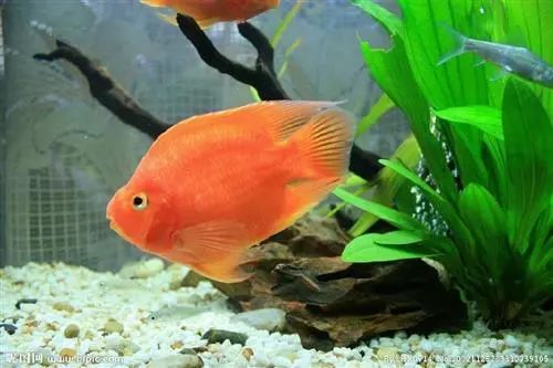 觀賞壽命魚長得快嗎_壽命較長的觀賞魚_壽命長的觀賞魚小魚