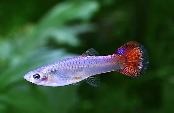 壽命較長的觀賞魚_壽命長的觀賞魚小魚_觀賞壽命魚長得快嗎