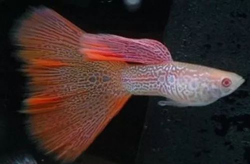 壽命長的觀賞魚小魚_觀賞壽命魚長得快嗎_壽命較長的觀賞魚