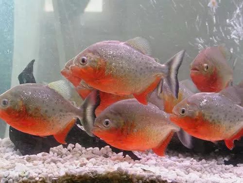 壽命較長的觀賞魚_壽命長的觀賞魚小魚_觀賞壽命魚長得快嗎