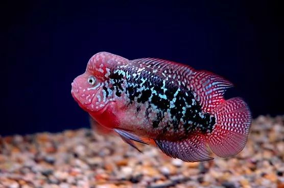 觀賞壽命魚長得快嗎_壽命較長的觀賞魚_壽命長的觀賞魚小魚