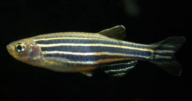 壽命長的觀賞魚小魚_壽命較長的觀賞魚_觀賞壽命魚長得快嗎