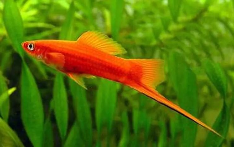 壽命長的觀賞魚小魚_壽命較長的觀賞魚_觀賞壽命魚長得快嗎